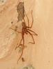 Eratigena sp.